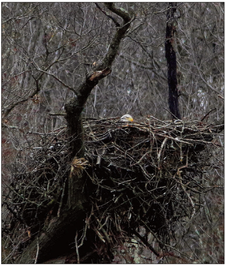 Active Bald Eagles' nest in Iowa County, WI