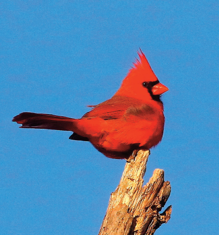 Cardinal