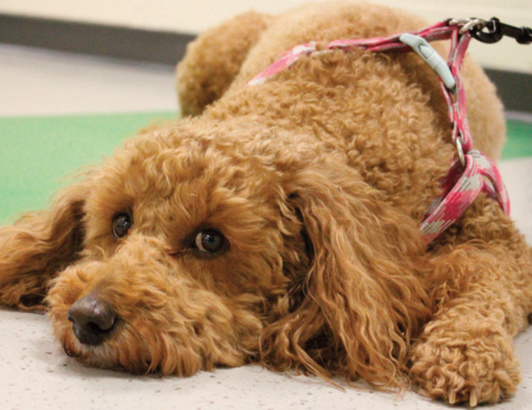 Nyah, an 8-year-old Irish Doodle, takes a break in the main hallway of Pecatonica Elementary School, where passing students and staff excitedly greet her.