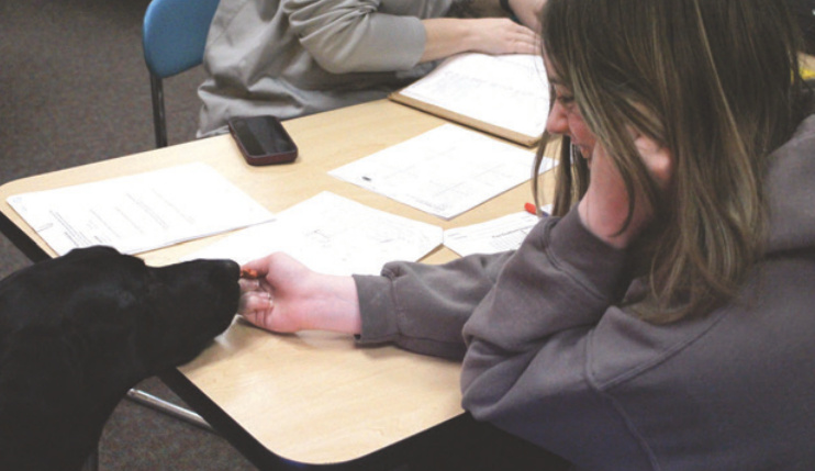 Middle schooler Loni DeVoe greets Maverick, a 5-year-old black Labrador, and gives him a treat during Viking Time.