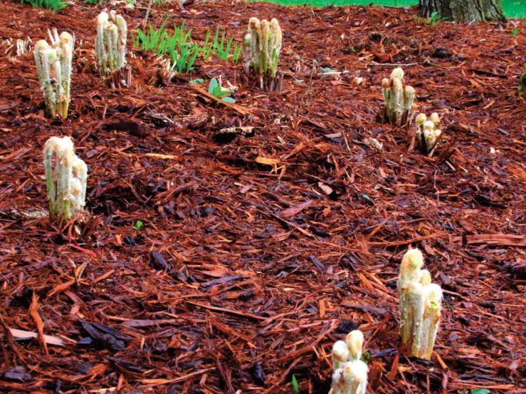 Countryside News by Jerry Davis