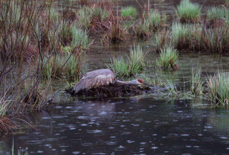 Sandhill crane nesting in lowa County on mound of collected reeds and other plant material.