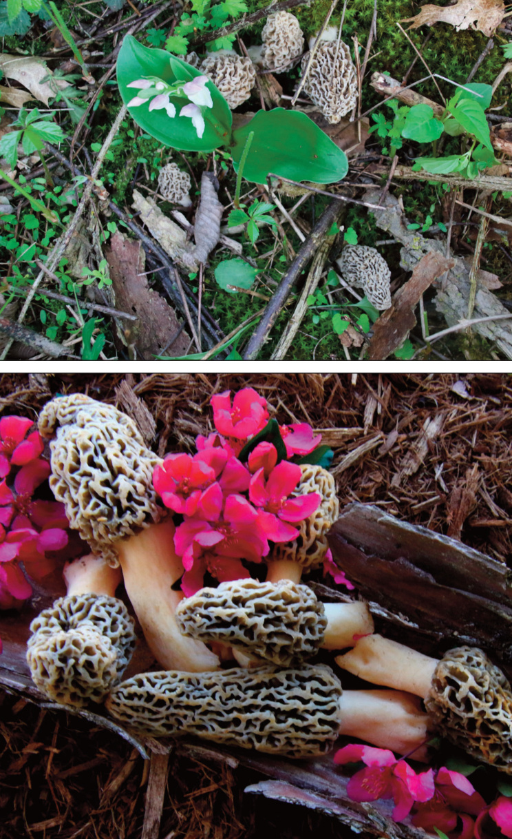 Pictures of mushrooms