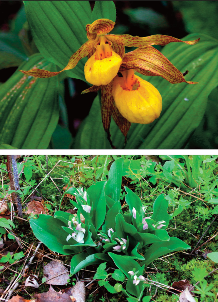 Pictures of flowers