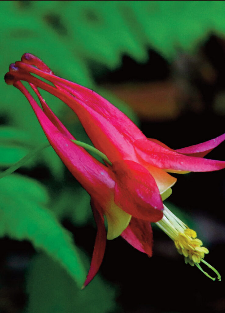 Wild columbine flower, red in color