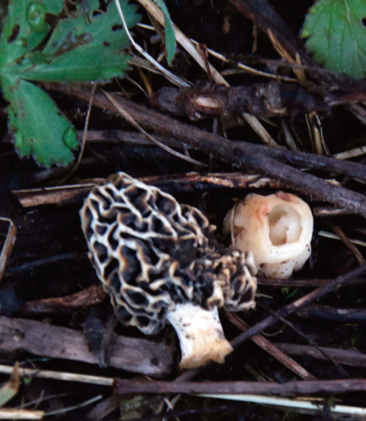 Picture of mushrooms
